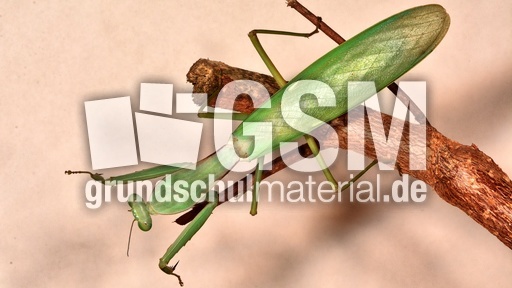 Gottesanbeterin (07).jpg